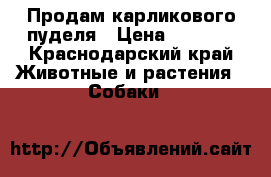 Продам карликового пуделя › Цена ­ 7 000 - Краснодарский край Животные и растения » Собаки   